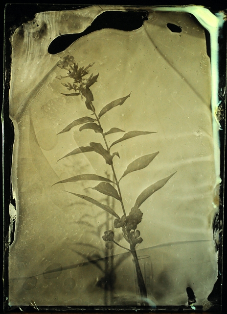 Ambrotype_Plante_72_DSC9322.jpg - collodion_ambrotype