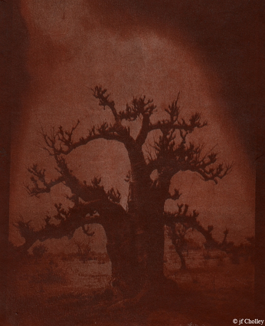 Tree_oxyde_fe.jpg - gomme bichromatée_oxyde de fer_noir de bougie