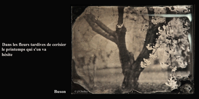 tintype_spring_haïku.jpg - ambrotype