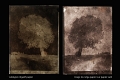 100Calotypes