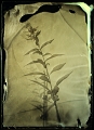 Ambrotype_Plante_72_DSC9322